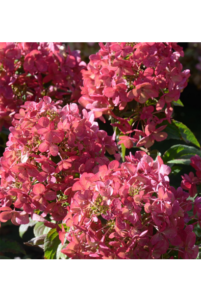  Гортензія волотиста `Петіт Чері`